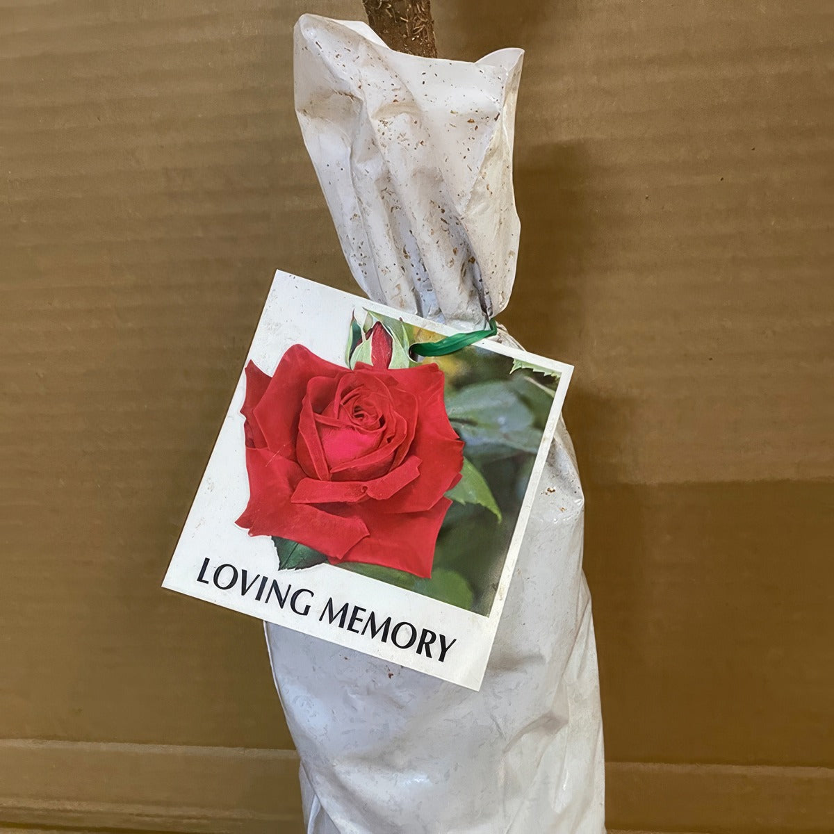 Rose Loving Memory Roshlme 2 - Garden Express Australia