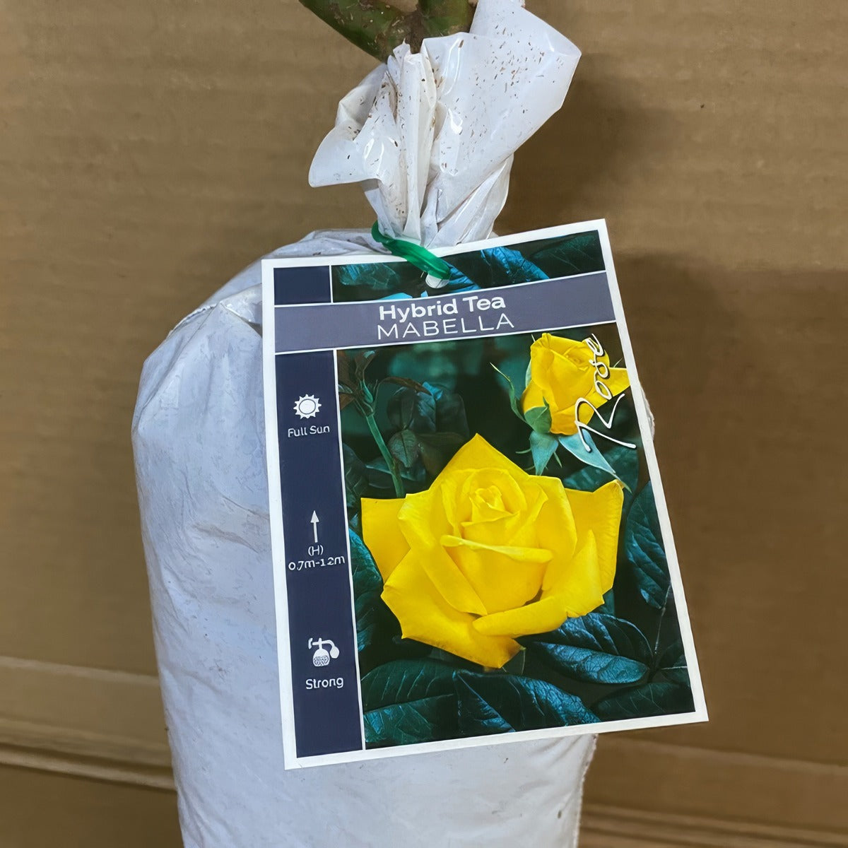 Rose Mabella Roshmab 2 - Garden Express Australia