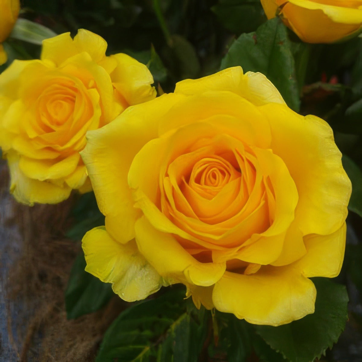 Mabella 2019 Roshmab - Garden Express Australia