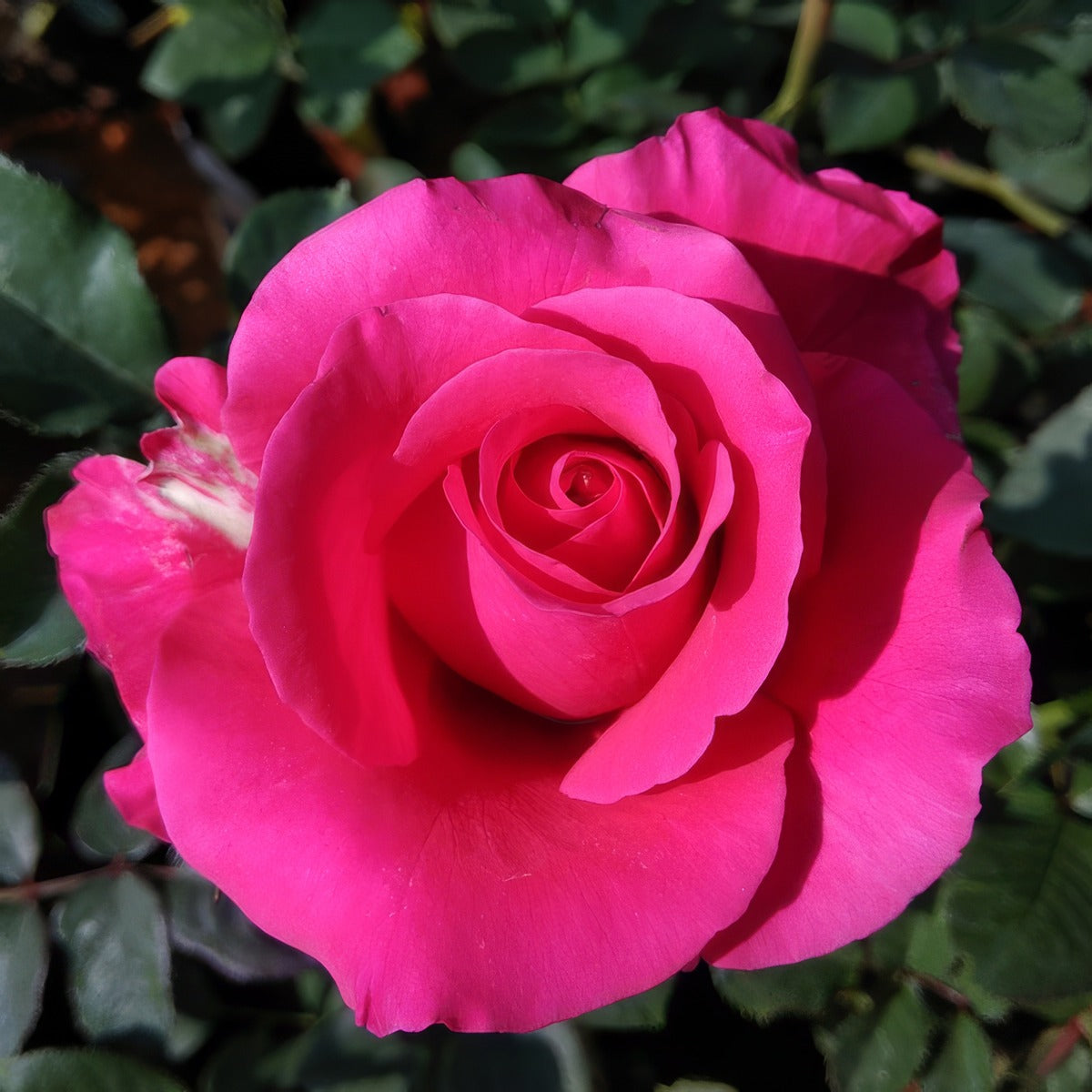 Rose Megan Louise Roshmel - Garden Express Australia