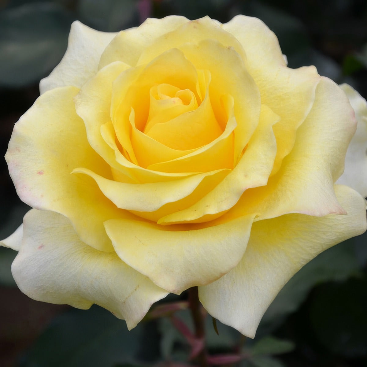 Rose Moon Glow Roshmgl - Garden Express Australia