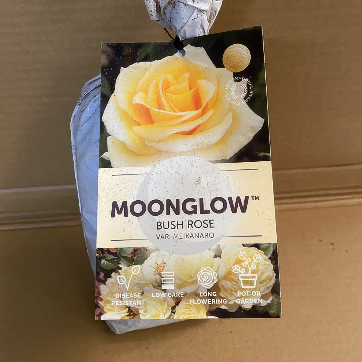 Rose Moonglow Roshmgl 2 - Garden Express Australia