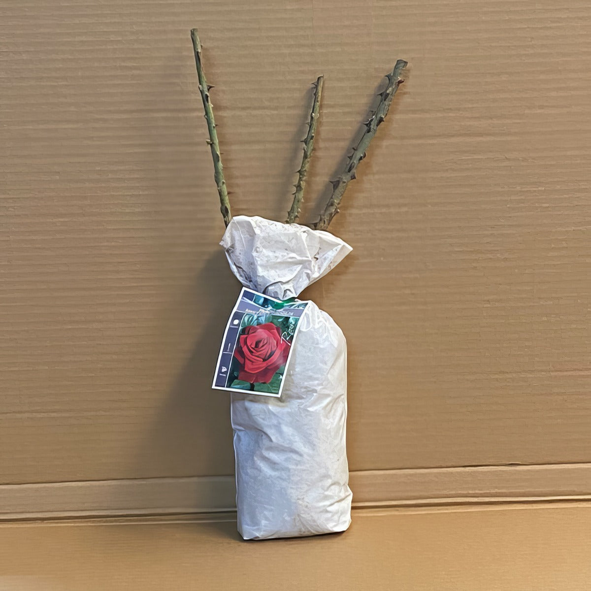 Rose Mister Lincoln Roshmli 1 - Garden Express Australia
