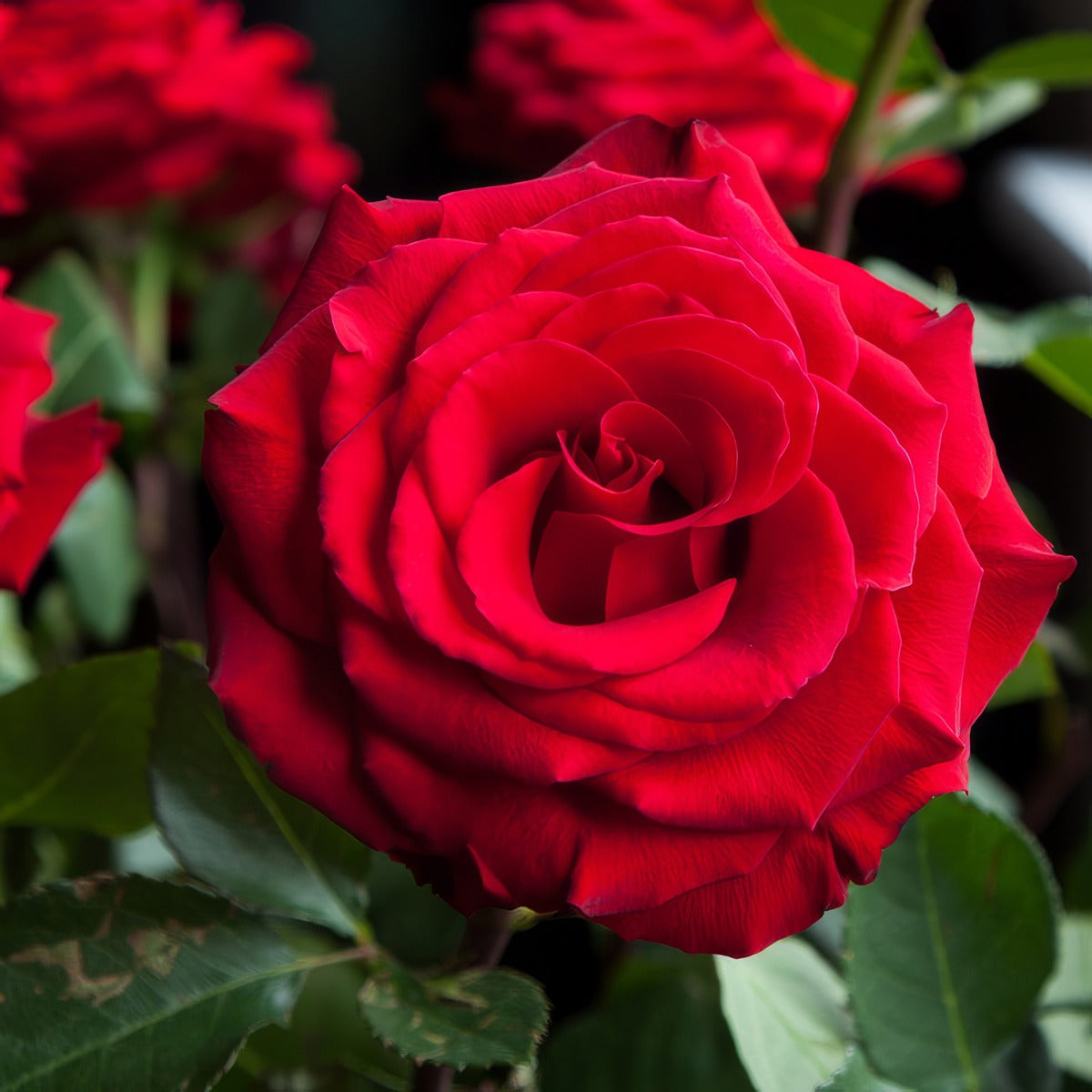 Rose Mr Lincoln 2025 Roshmli - Garden Express Australia
