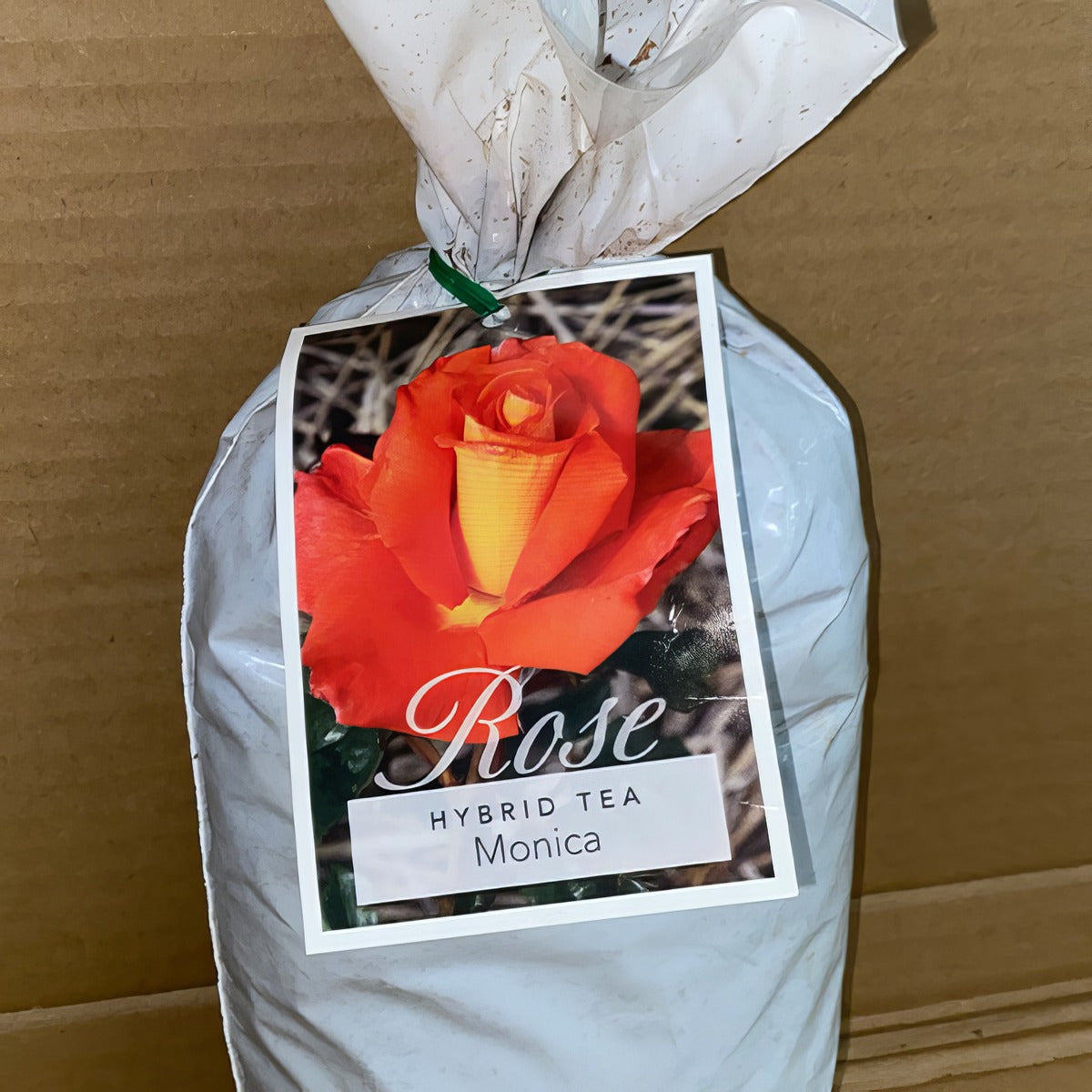 Rose Monica Roshmon 2 - Garden Express Australia