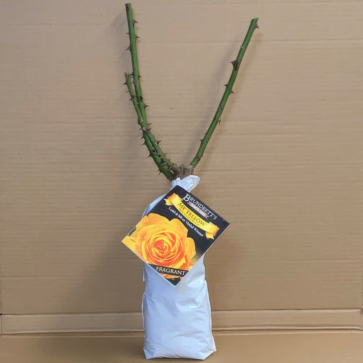 Rose My Yellow Roshmye 1 - Garden Express Australia
