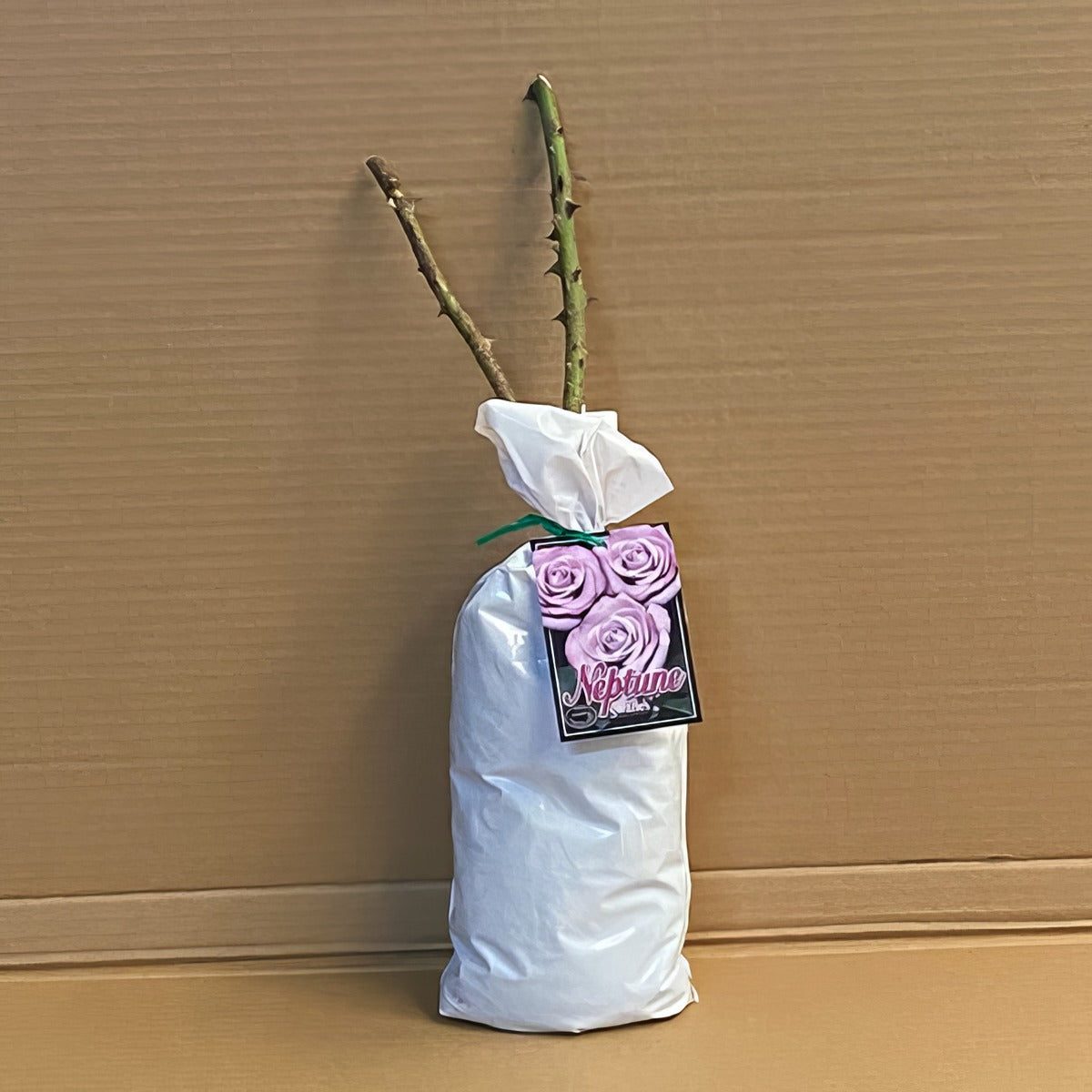 Rose Neptune Roshnep 1 - Garden Express Australia
