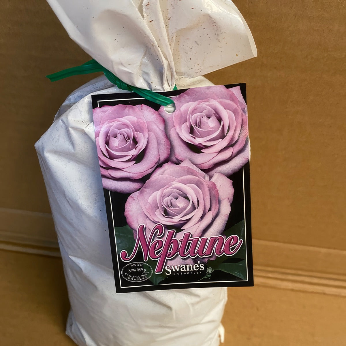 Rose Neptune Roshnep 2 - Garden Express Australia