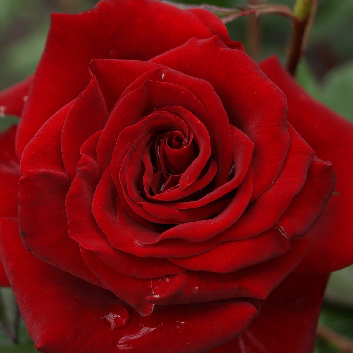 Rose New Papa Meilland Roshnpm - Garden Express Australia