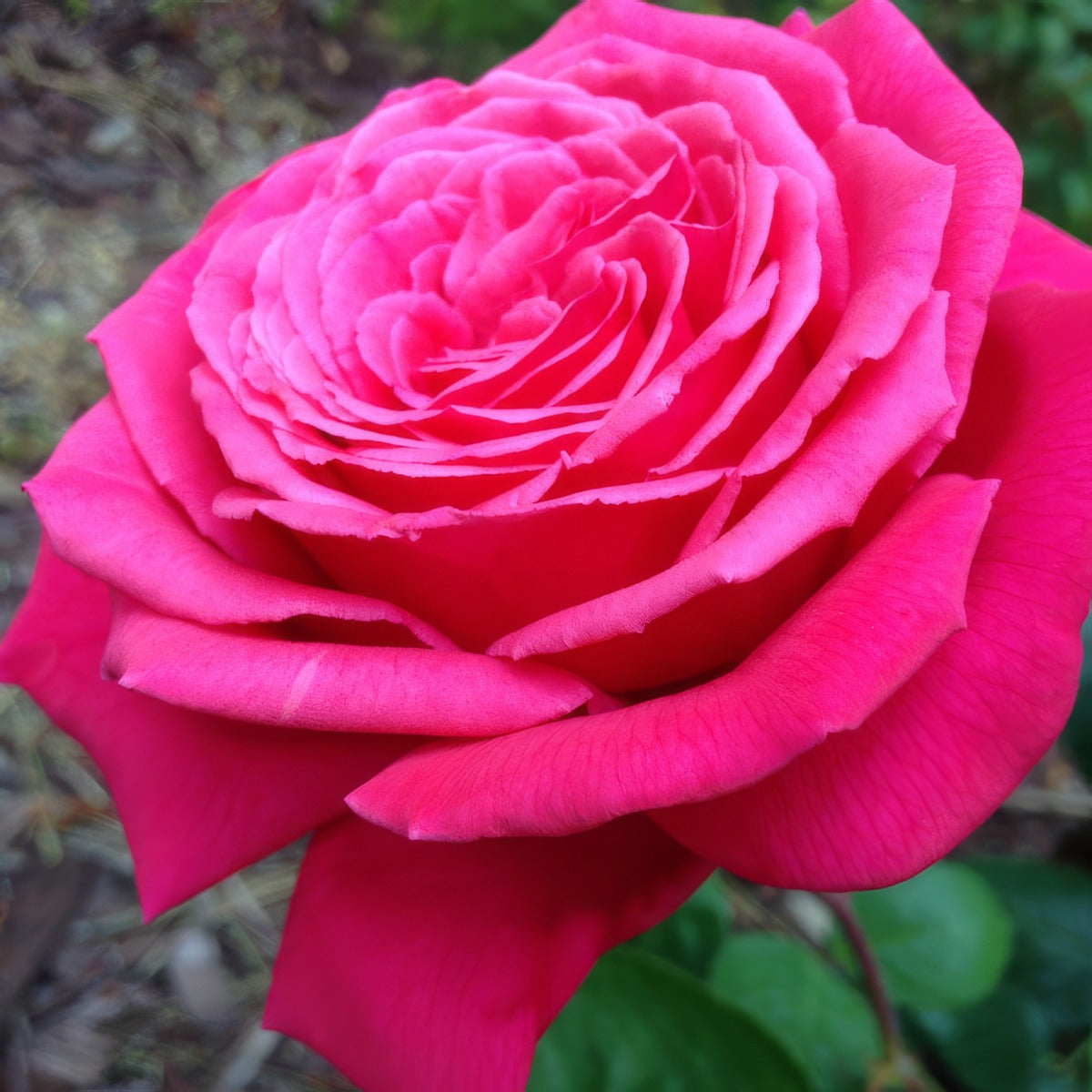 Rose Olde Fragrance Roshofr - Garden Express Australia