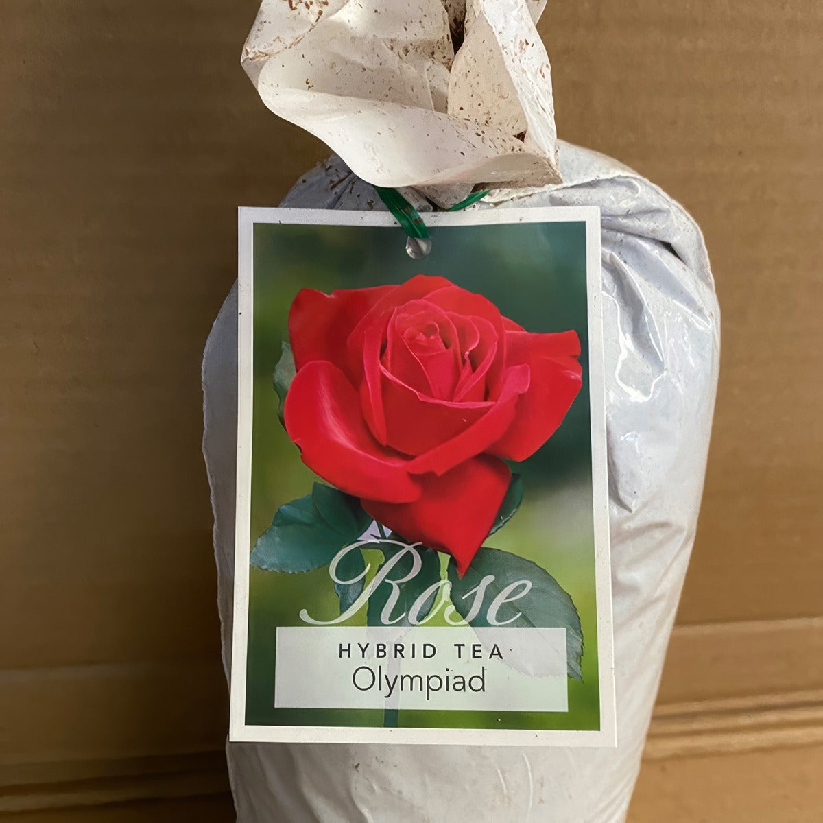 Rose Olympiad Rosholy 2 - Garden Express Australia