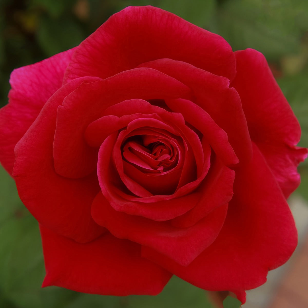 Rose Olympiad Rosholy - Garden Express Australia