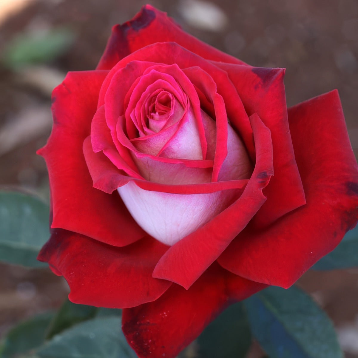 Rose Osiria Roshosi - Garden Express Australia