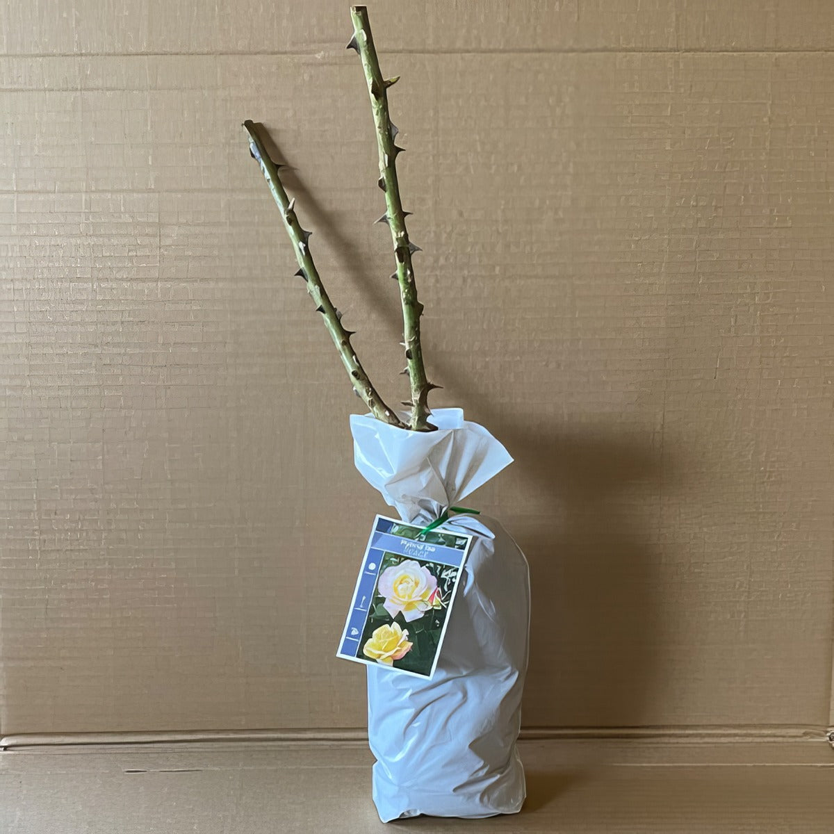 Rose Peace Roshpea 1 - Garden Express Australia