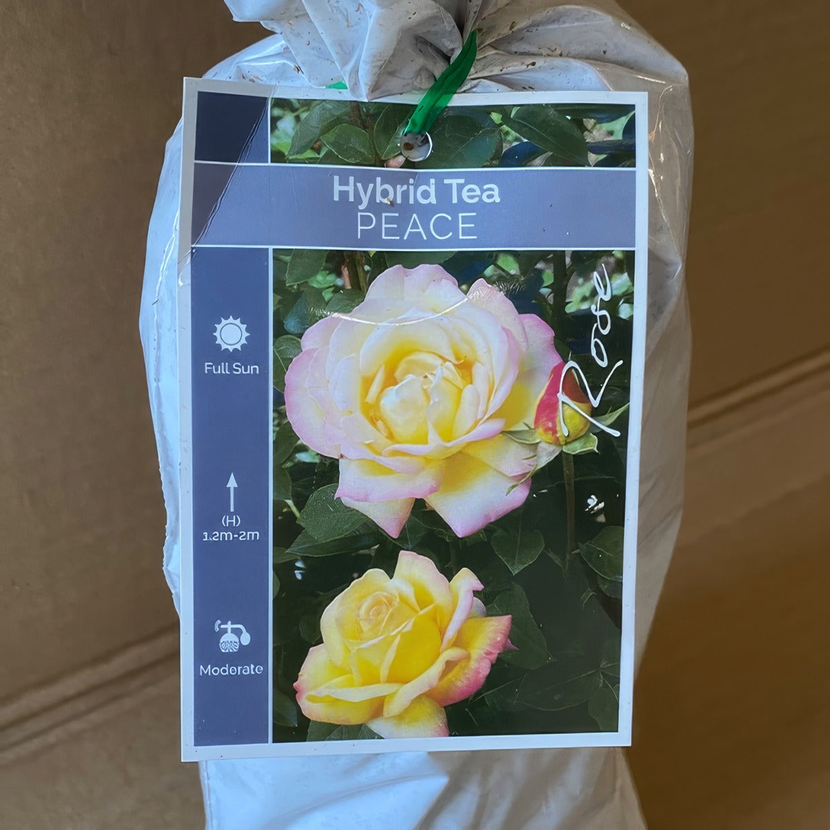 Rose Peace Roshpea 2 - Garden Express Australia