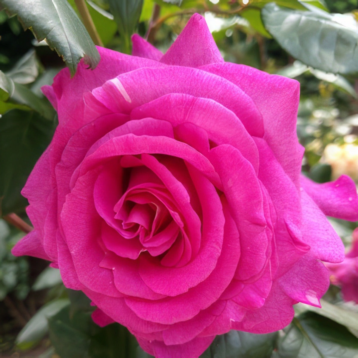 Peter Frankenfeld Roshpfr - Garden Express Australia