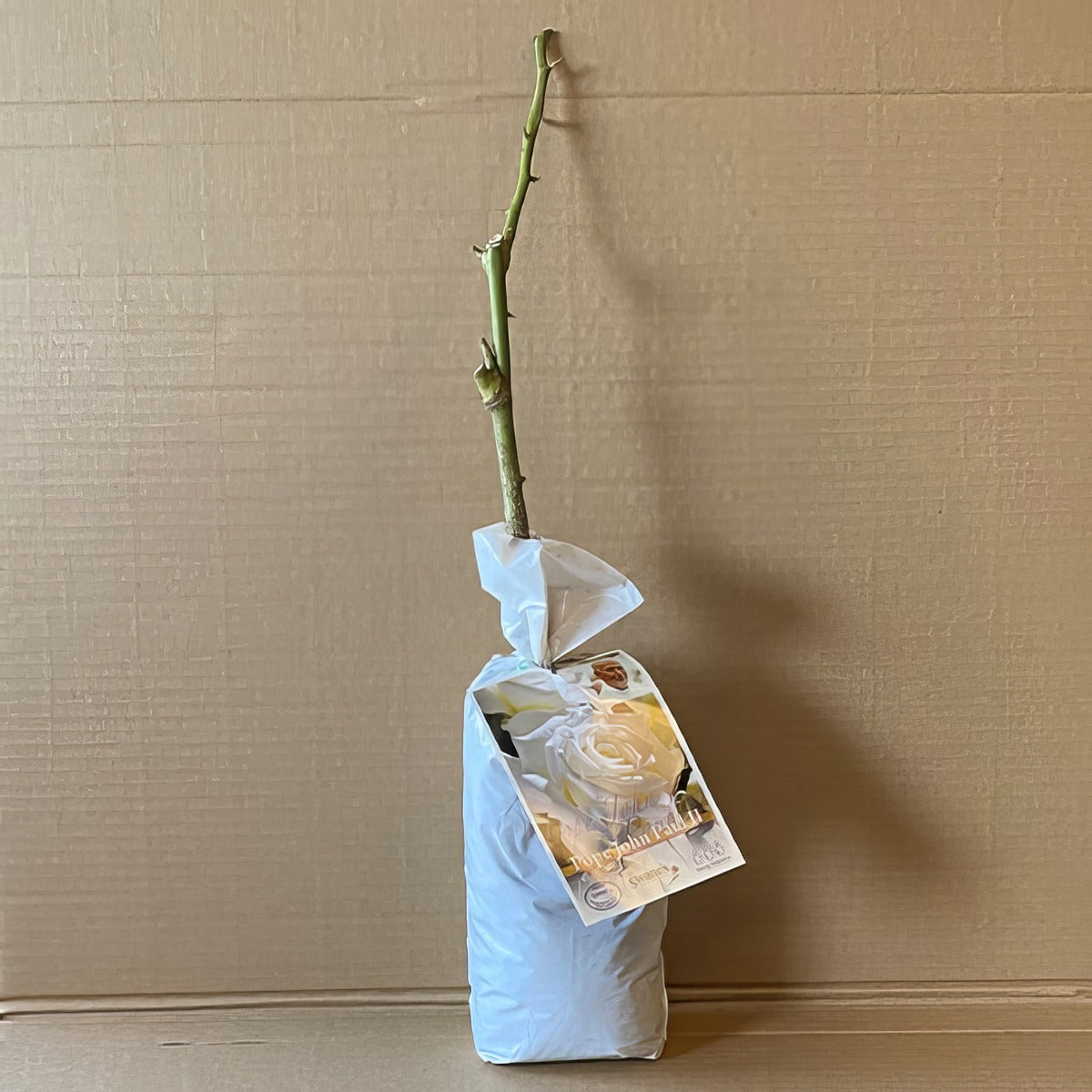 Rose Pope John Paul Ii Roshpjp 1 - Garden Express Australia