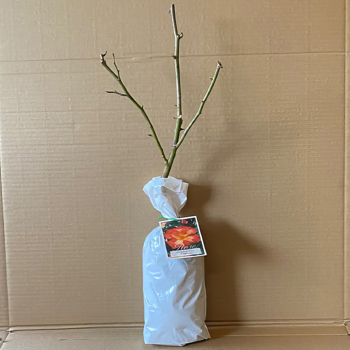 Rose Playboy Roshpla 1 - Garden Express Australia