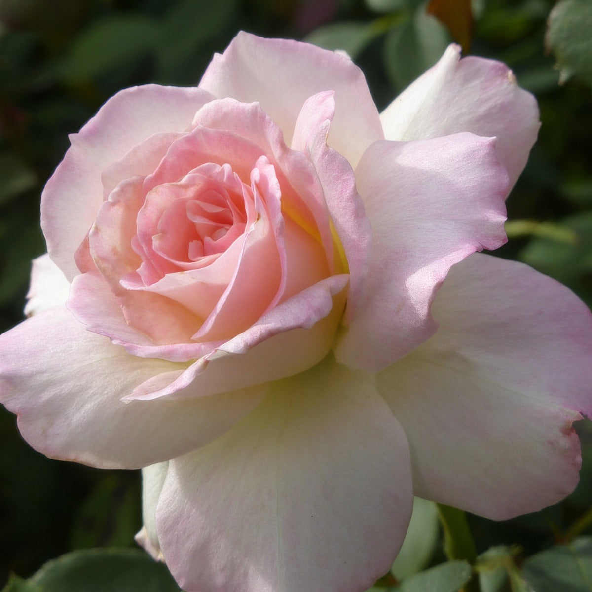Rose Pristine Roshpri - Garden Express Australia