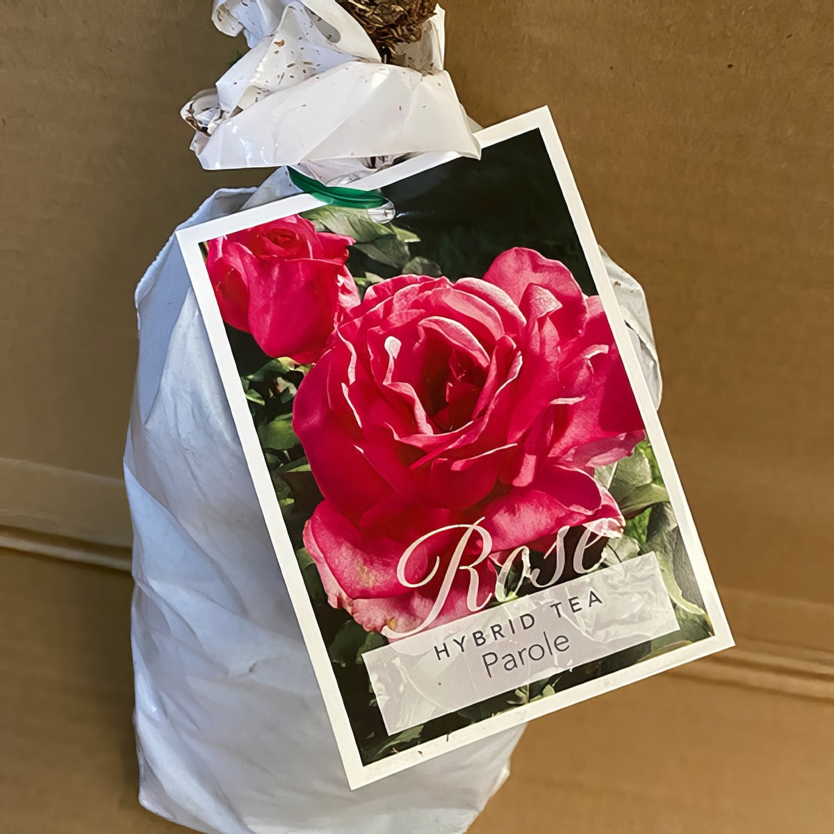 Rose Parole Roshprl 2 - Garden Express Australia