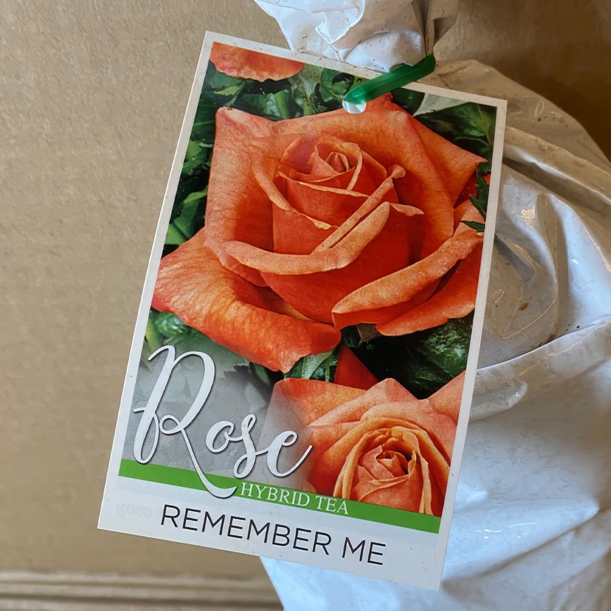 Rose Remember Me Roshrme 1 - Garden Express Australia