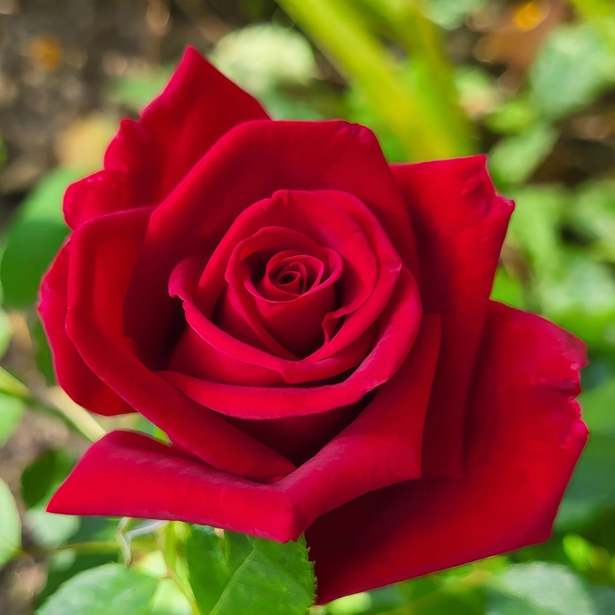 Rose Ruby Roshrub - Garden Express Australia