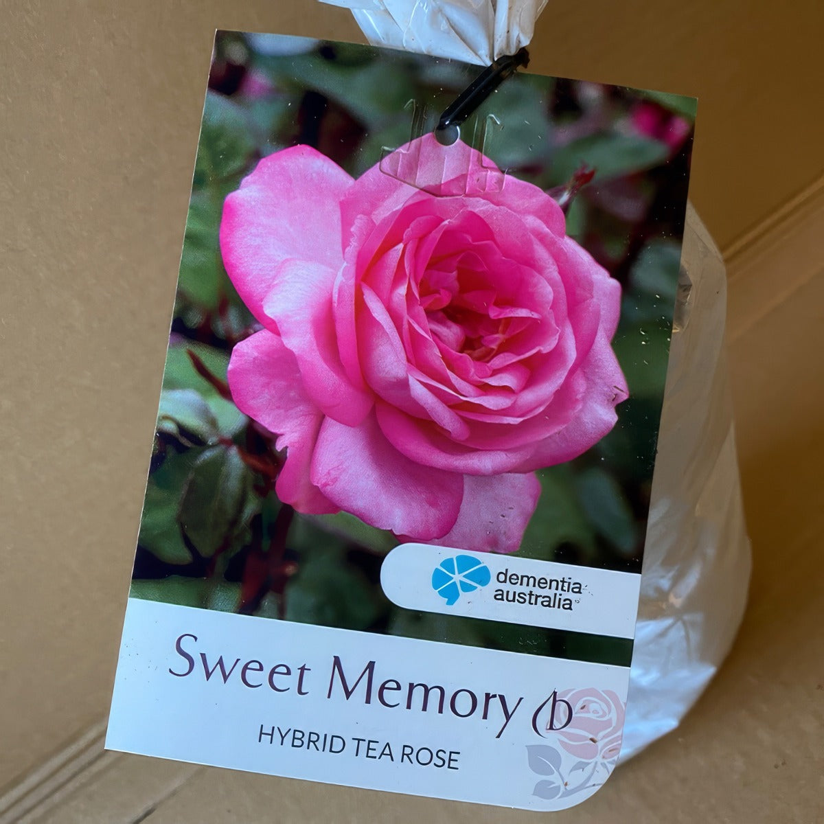 Rose Sweet Memory Roshsme 1 - Garden Express Australia
