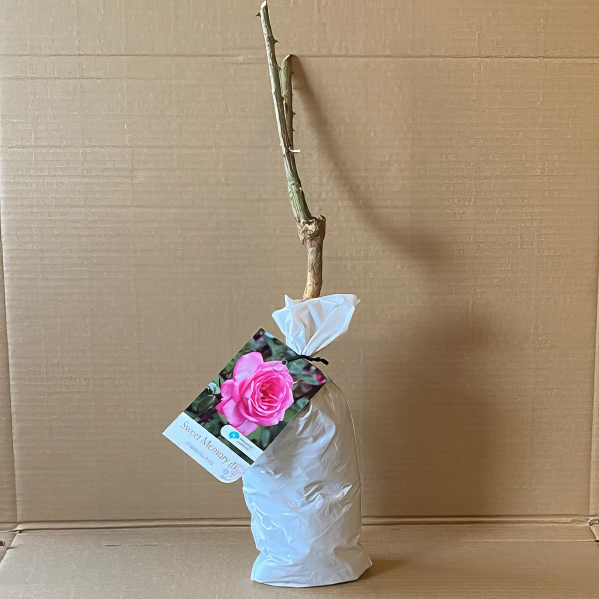 Rose Sweet Memory Roshsme 2 - Garden Express Australia