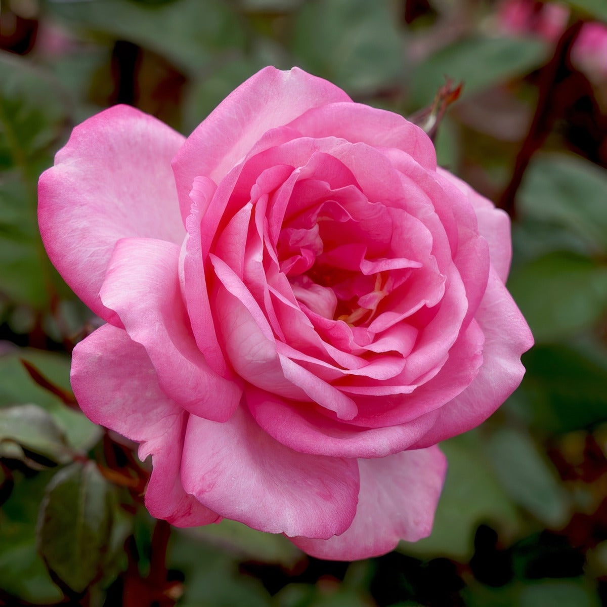 Rose Sweet Memory Roshsme - Garden Express Australia