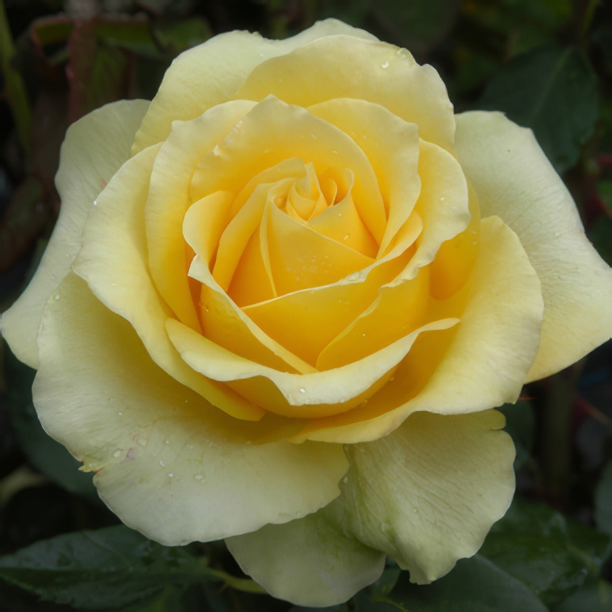 St Patrick 15 - Garden Express Australia