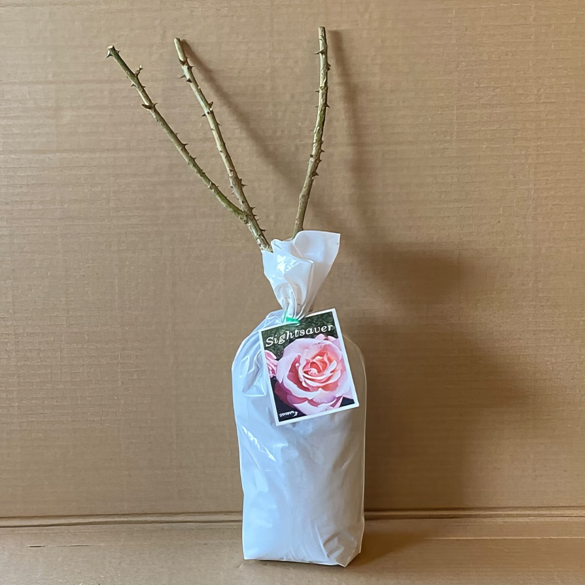 Rose Sightsaver Roshssa 2 - Garden Express Australia
