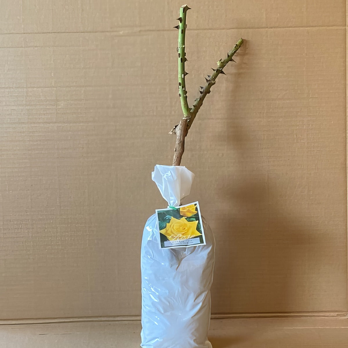 Rose Spek S Yellow Roshsye 2 - Garden Express Australia
