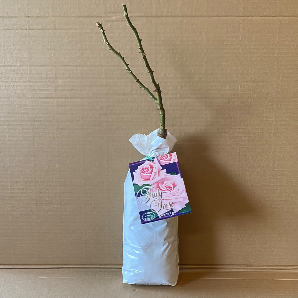 Rose Truly Your Roshtyo 1 - Garden Express Australia
