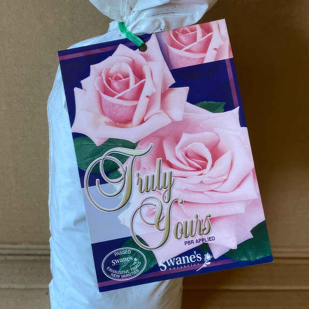 Rose Truly Your Roshtyo 2 - Garden Express Australia