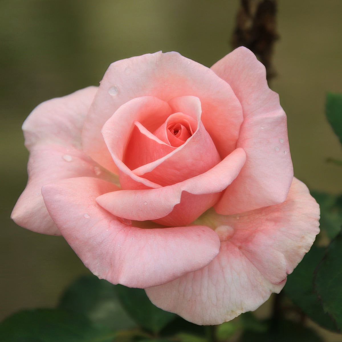 Rose Truly Yours Roshtyo - Garden Express Australia