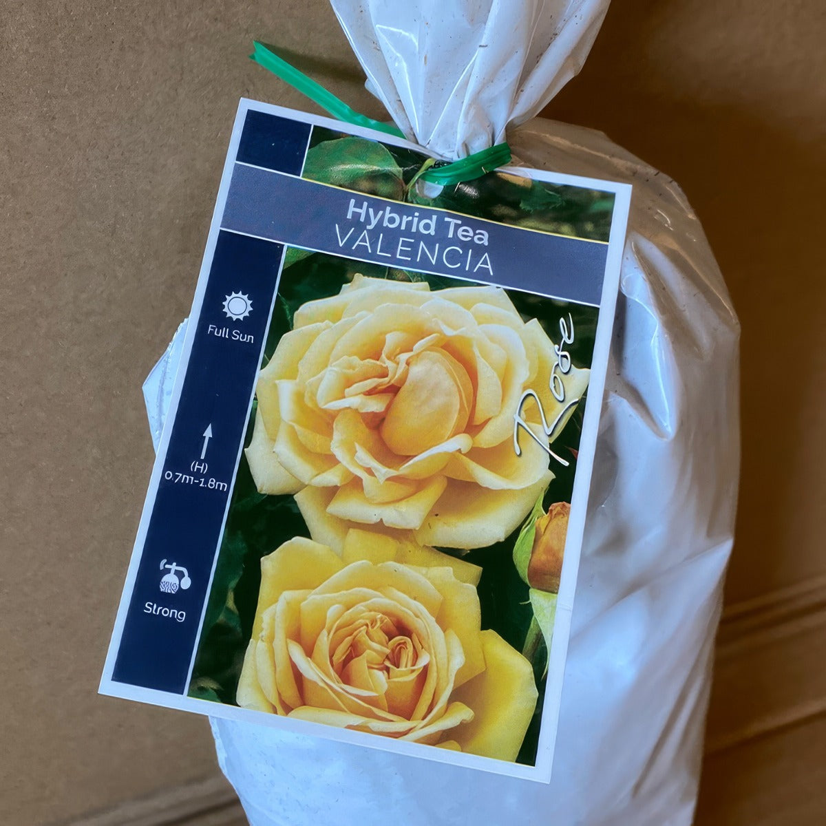 Rose Valencia Roshval 1 - Garden Express Australia