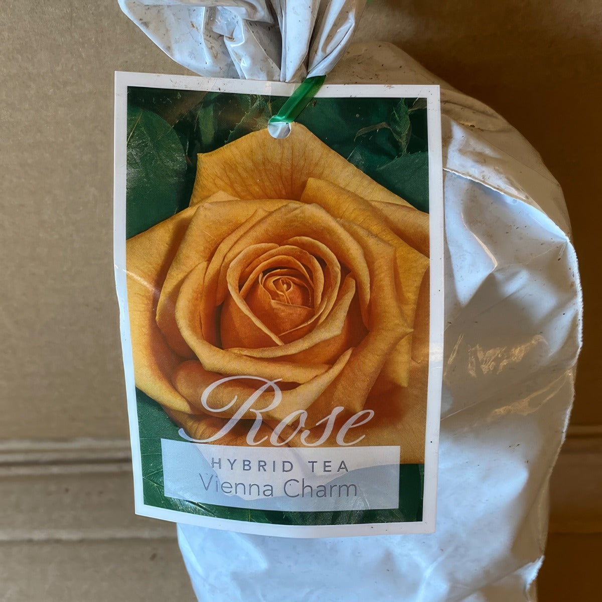 Rose Vienna Charm Roshvch 1 - Garden Express Australia