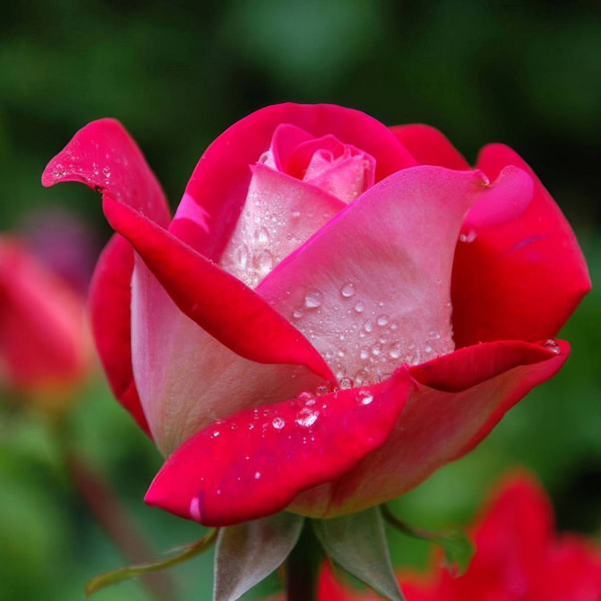 Rose Yes I Love You Roshyil - Garden Express Australia