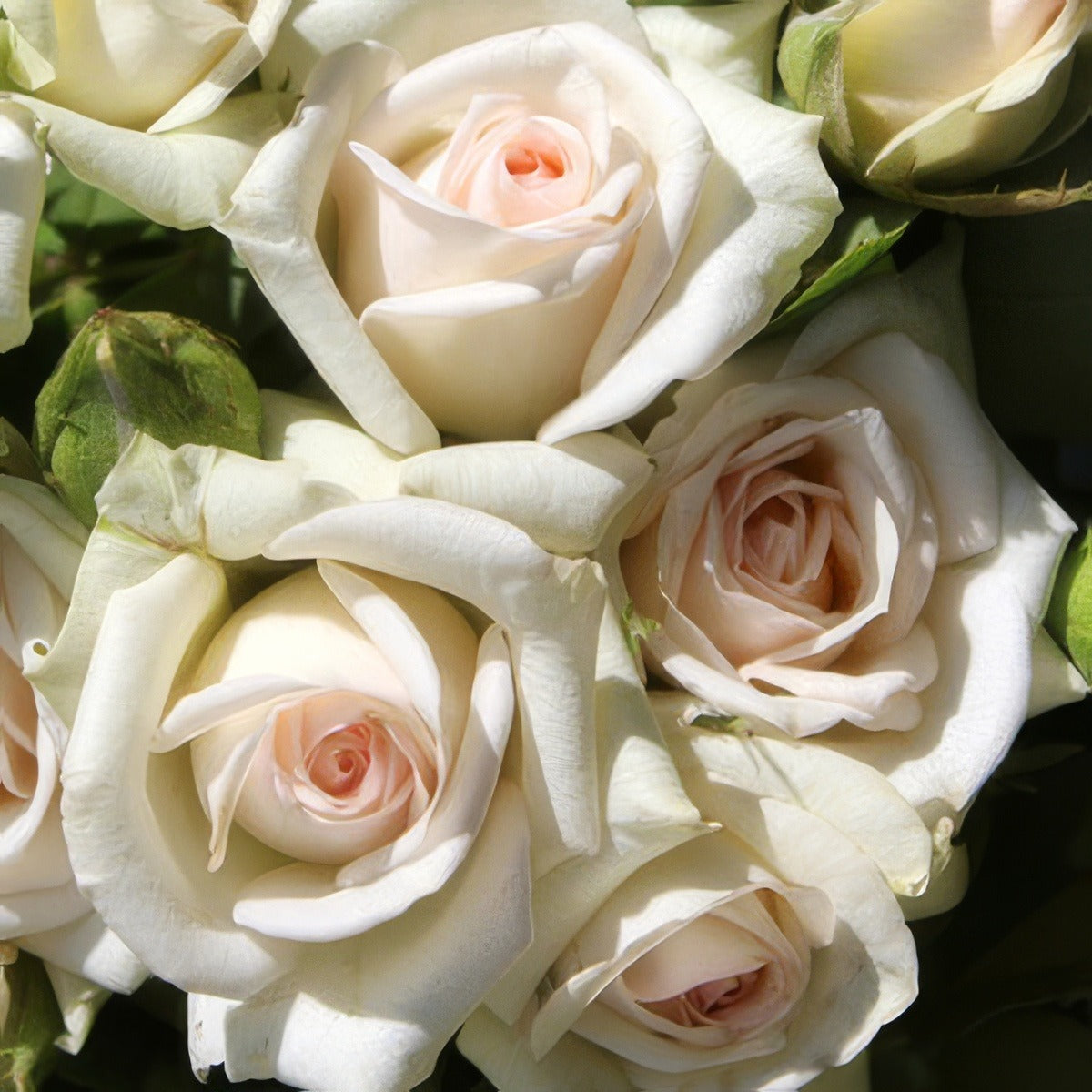 Rose Irresistible16l - Garden Express Australia