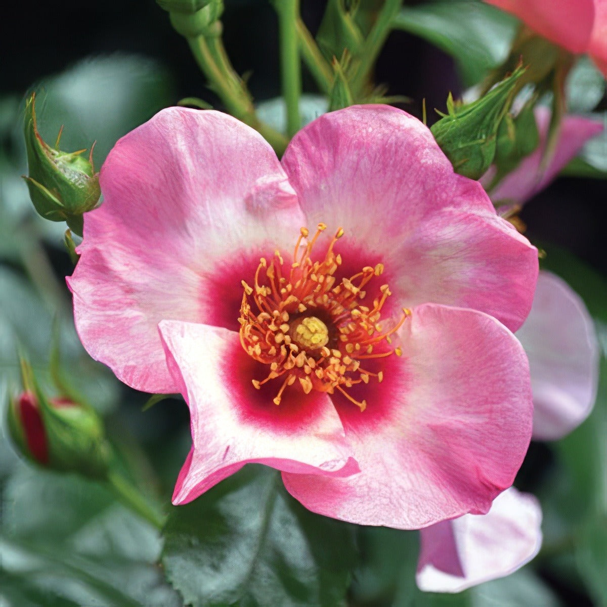 Brindabella Bright As A Button Rosbbab 2020jpg - Garden Express Australia