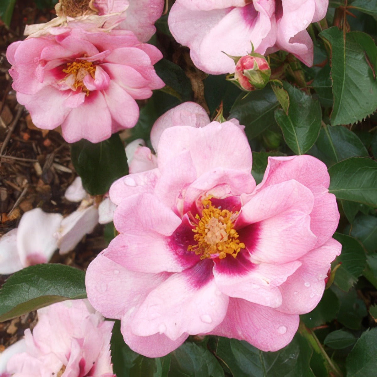Brindabella Berry Delightful Rosbbdi - Garden Express Australia