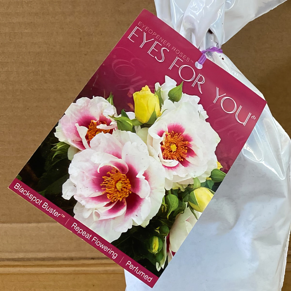 Modshrub Eyes For You Rosmsefy 2 - Garden Express Australia