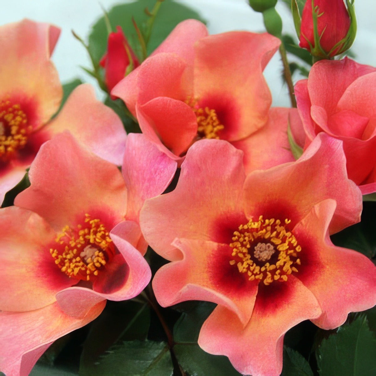 Brindabella For Your Eyes Only 17 Rosfbye - Garden Express Australia