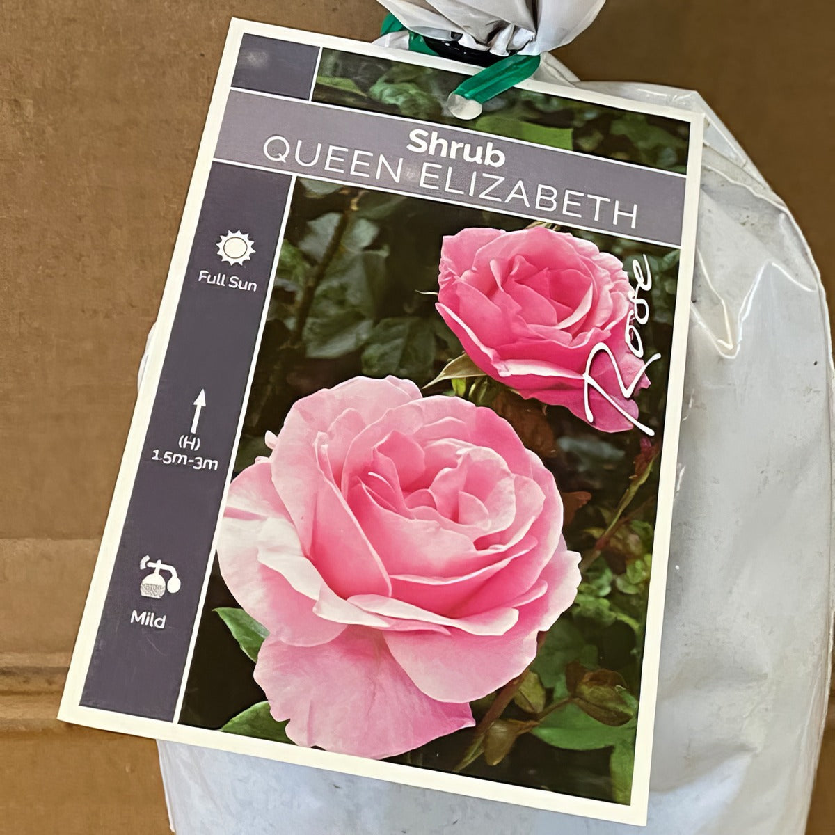 Modshrub Queen Elizabeth Rosmsqel 2 - Garden Express Australia