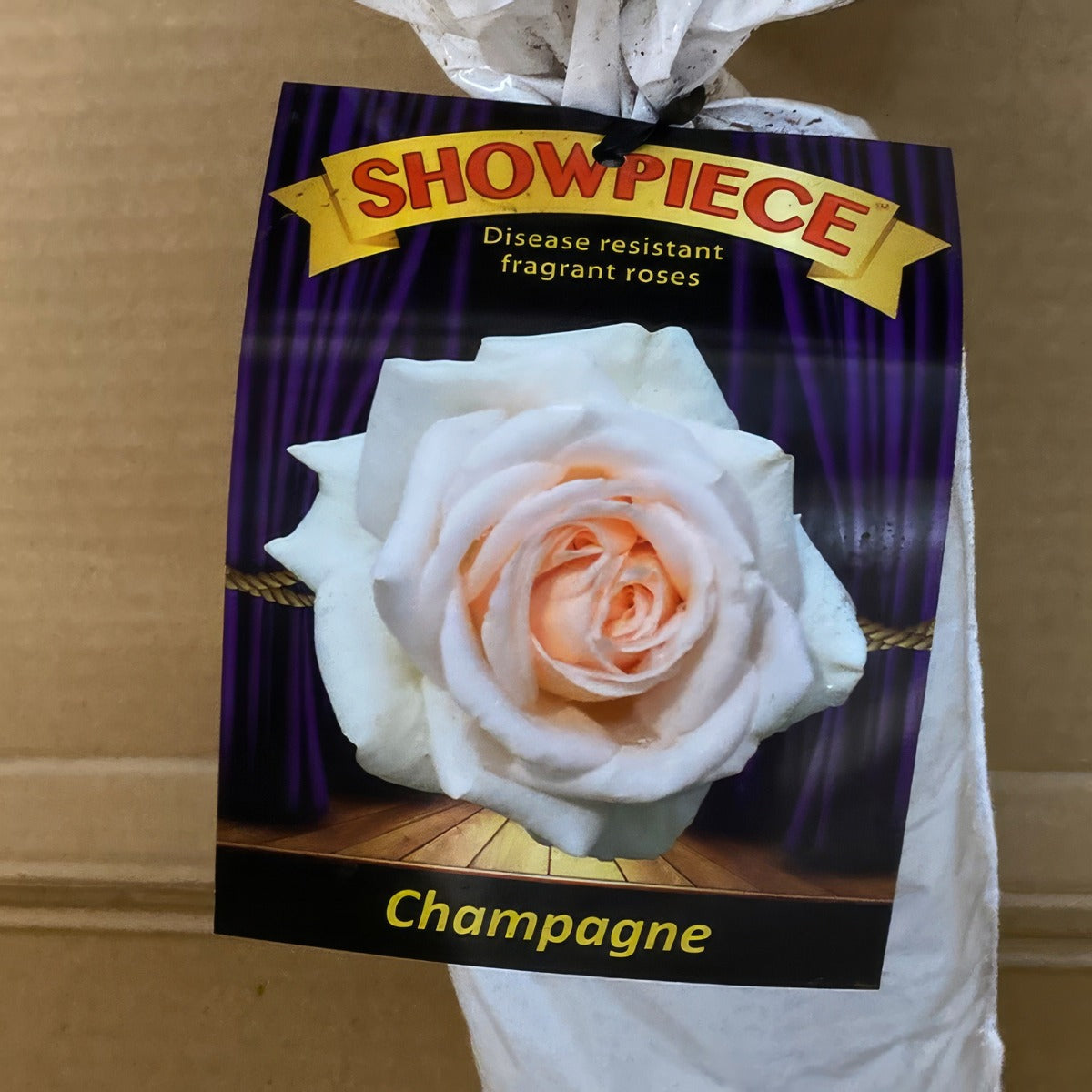 Rose Showpiece Champagne Rosmssch 2 - Garden Express Australia