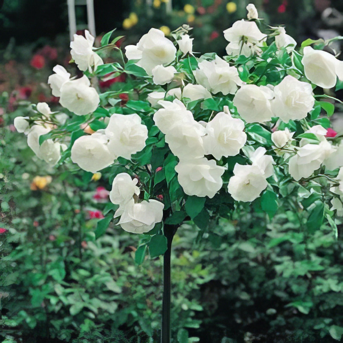 Icebergpatio - Garden Express Australia