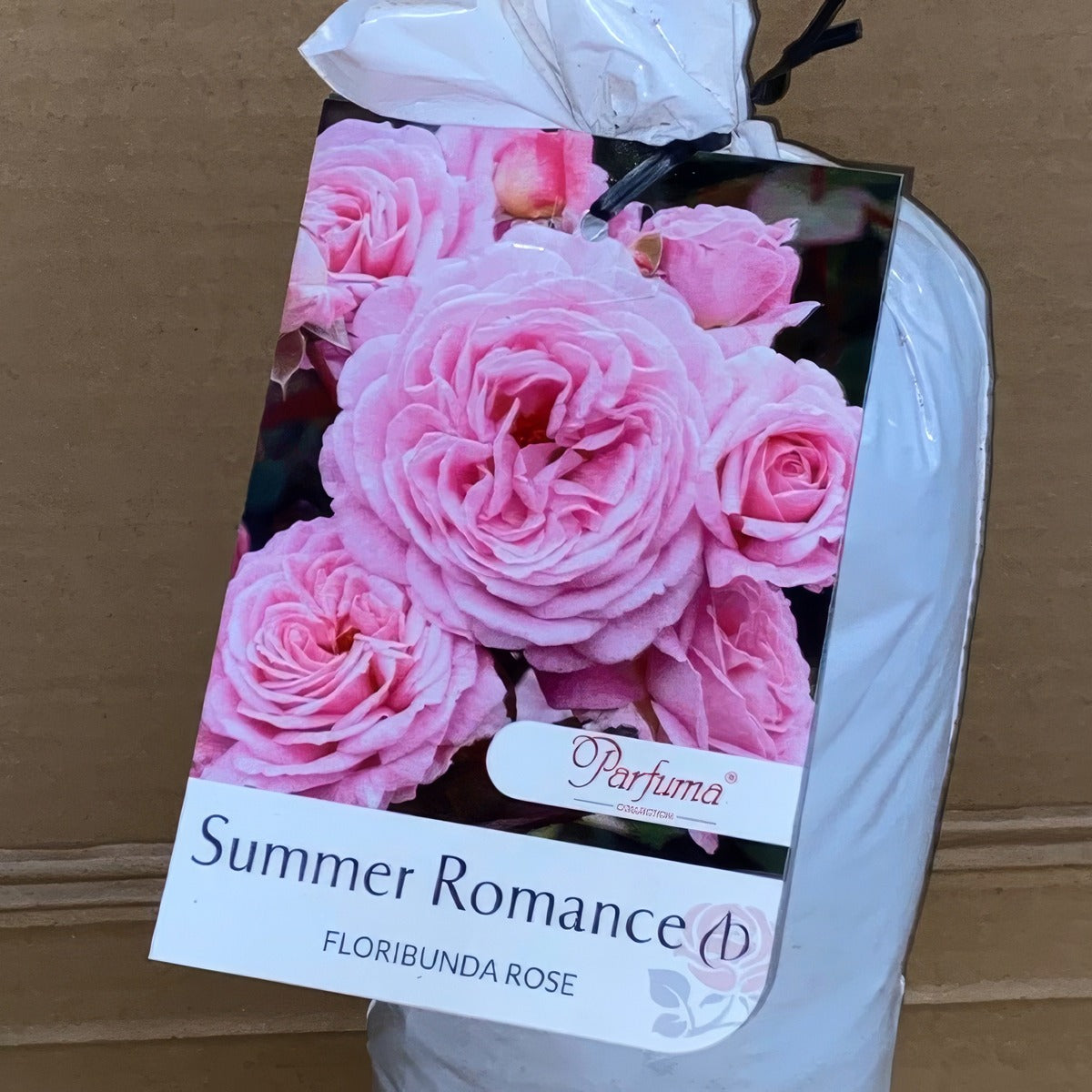 Rose Summer Romance Rospsro 2 - Garden Express Australia