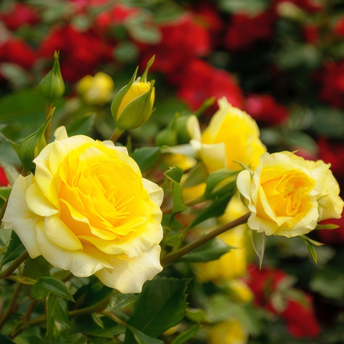 Friesia161 - Garden Express Australia