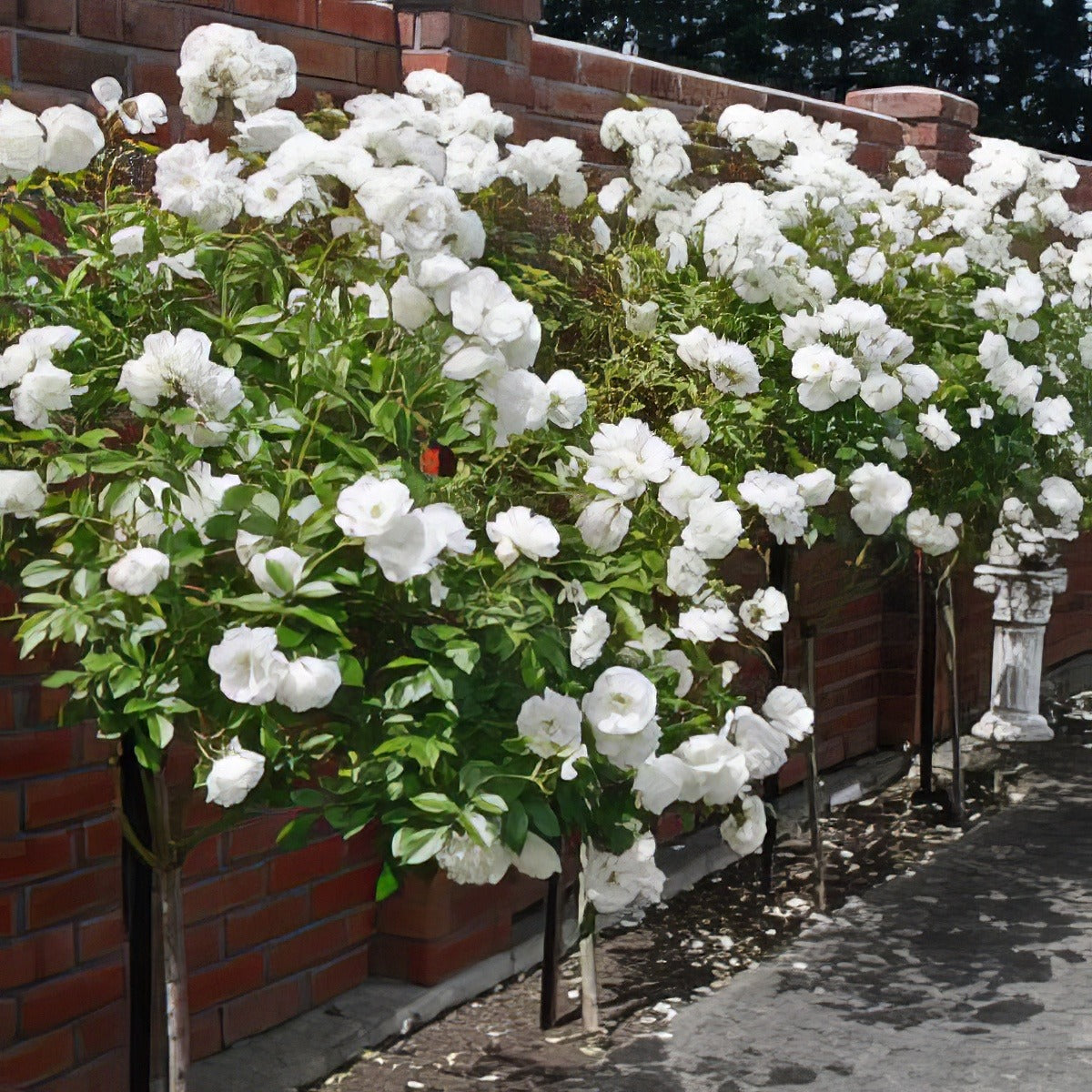Iceberg Std Rossice - Garden Express Australia