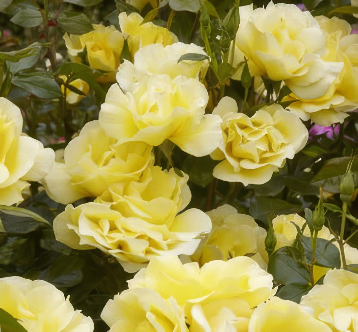 Charmwell Golden Iceberg 12 - Garden Express Australia